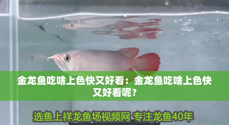 金龍魚吃啥上色快又好看：金龍魚吃啥上色快又好看呢？ 金龍魚吃啥上色快又好看：金龍魚吃啥上色快又好看呢？ 龍魚百科
