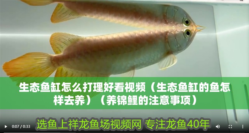 生態(tài)魚缸怎么打理好看視頻（生態(tài)魚缸的魚怎樣去養(yǎng)）（養(yǎng)錦鯉的注意事項(xiàng)）