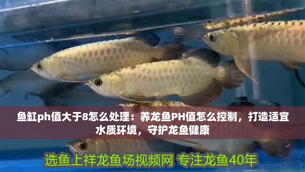 魚缸ph值大于8怎么處理：養(yǎng)龍魚PH值怎么控制，打造適宜水質(zhì)環(huán)境，守護(hù)龍魚健康
