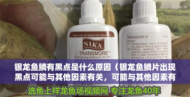 銀龍魚鱗有黑點是什么原因（銀龍魚鱗片出現黑點可能與其他因素有關，可能與其他因素有關）