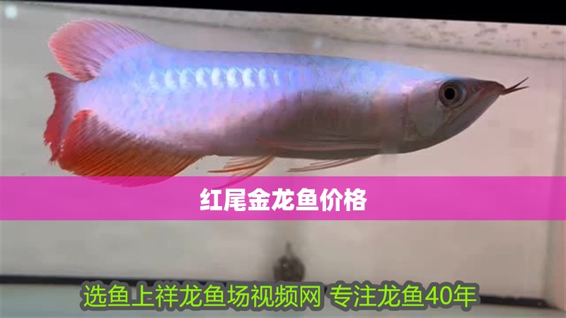 紅尾金龍魚價(jià)格 紅尾金龍魚價(jià)格 龍魚百科