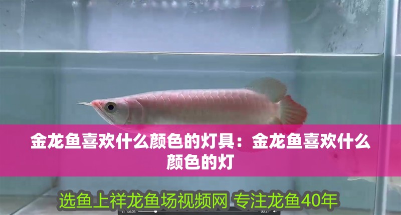 金龍魚喜歡什么顏色的燈具：金龍魚喜歡什么顏色的燈 金龍魚喜歡什么顏色的燈具：金龍魚喜歡什么顏色的燈 龍魚百科