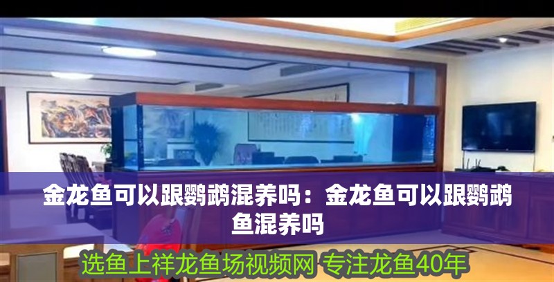 金龍魚可以跟鸚鵡混養(yǎng)嗎：金龍魚可以跟鸚鵡魚混養(yǎng)嗎