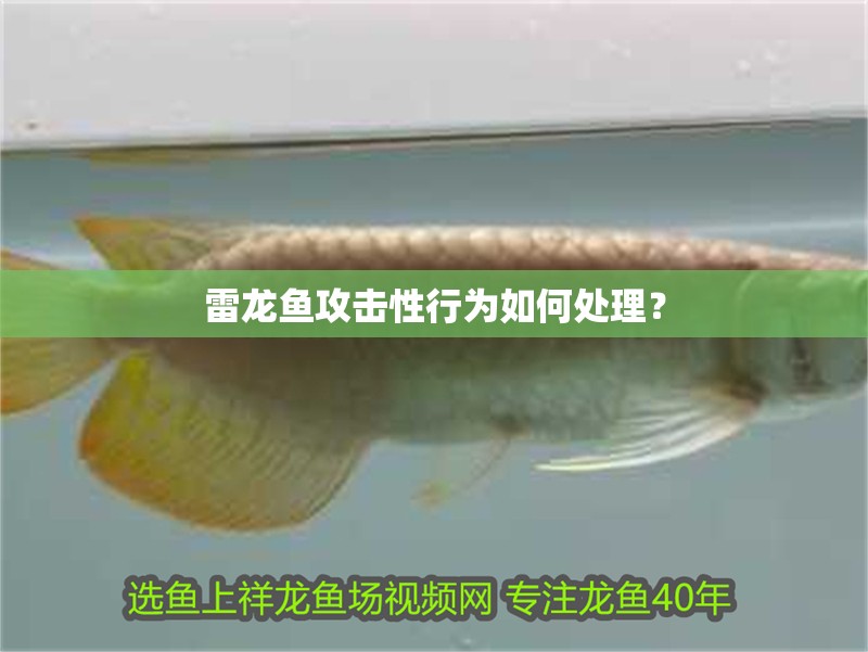 雷龍魚攻擊性行為如何處理？