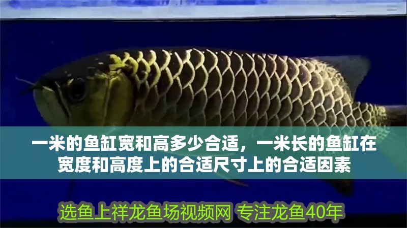 一米的魚缸寬和高多少合適，一米長的魚缸在寬度和高度上的合適尺寸上的合適因素