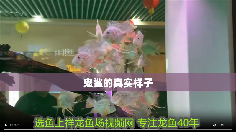 鬼鯊的真實樣子