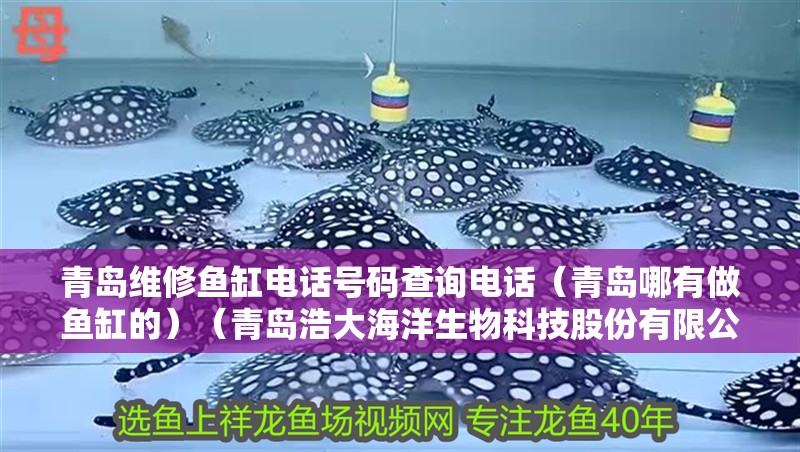 青島維修魚缸電話號碼查詢電話（青島哪有做魚缸的）（青島浩大海洋生物科技股份有限公司聯系方式有限公司）