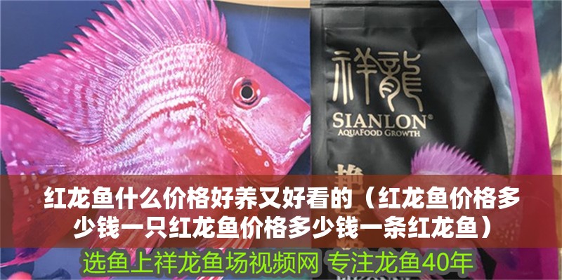 紅龍魚什么價格好養又好看的（紅龍魚價格多少錢一只紅龍魚價格多少錢一條紅龍魚）
