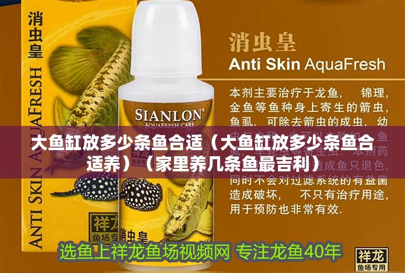 大魚缸放多少條魚合適（大魚缸放多少條魚合適養）（家里養幾條魚最吉利） 大魚缸放多少條魚合適（大魚缸放多少條魚合適養）（家里養幾條魚最吉利） 魚缸百科
