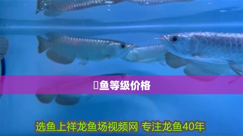 魟魚等級價格