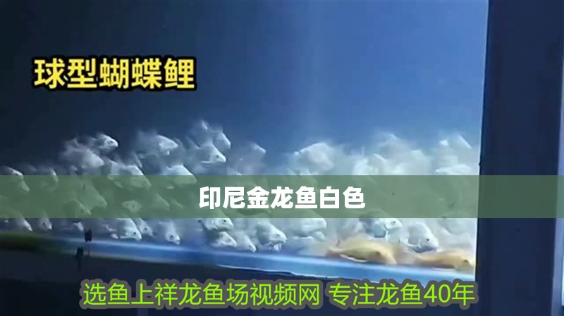 印尼金龍魚白色