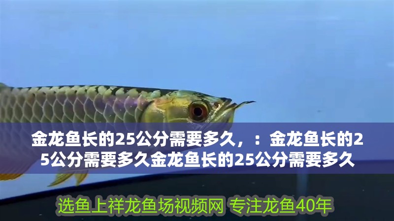 金龍魚長的25公分需要多久，：金龍魚長的25公分需要多久金龍魚長的25公分需要多久