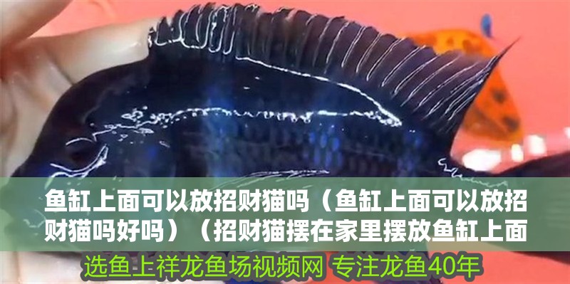 魚(yú)缸上面可以放招財(cái)貓嗎（魚(yú)缸上面可以放招財(cái)貓嗎好嗎）（招財(cái)貓擺在家里擺放魚(yú)缸上面可以放招財(cái)貓嗎，招財(cái)貓放招財(cái)貓）
