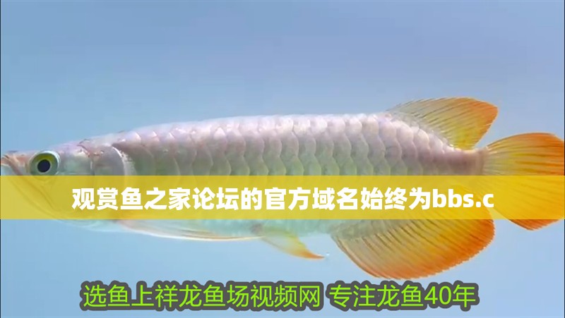 觀賞魚之家論壇的官方域名始終為bbs.c