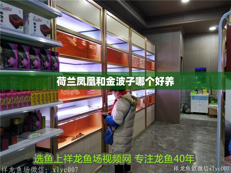 荷蘭鳳凰和金波子哪個好養 荷蘭鳳凰和金波子哪個好養 龍魚論壇