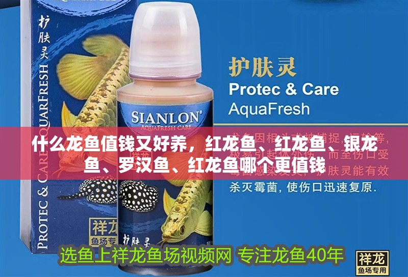 什么龍魚值錢又好養，紅龍魚、紅龍魚、銀龍魚、羅漢魚、紅龍魚哪個更值錢