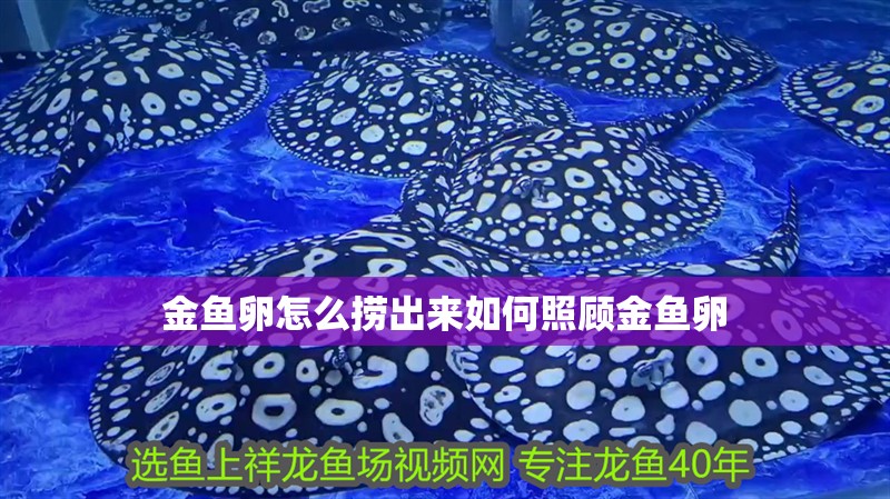 金魚(yú)卵怎么撈出來(lái)如何照顧金魚(yú)卵