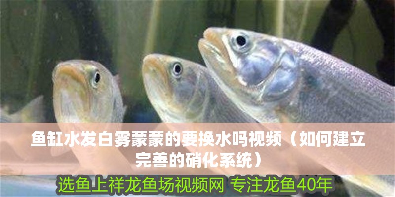 魚缸水發白霧蒙蒙的要換水嗎視頻（如何建立完善的硝化系統）