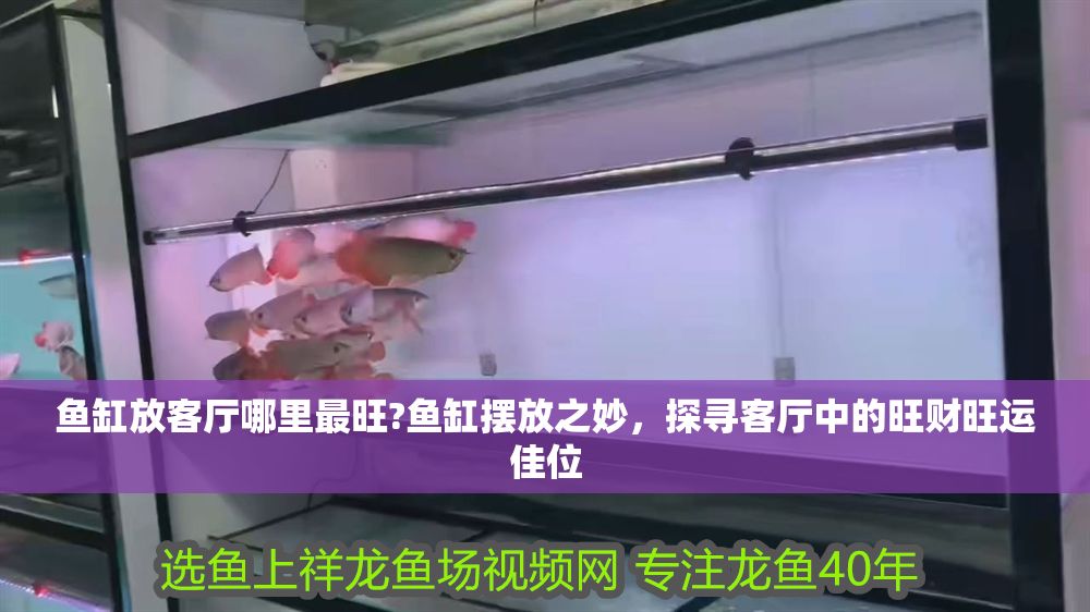 魚缸放客廳哪里最旺?魚缸擺放之妙，探尋客廳中的旺財(cái)旺運(yùn)佳位