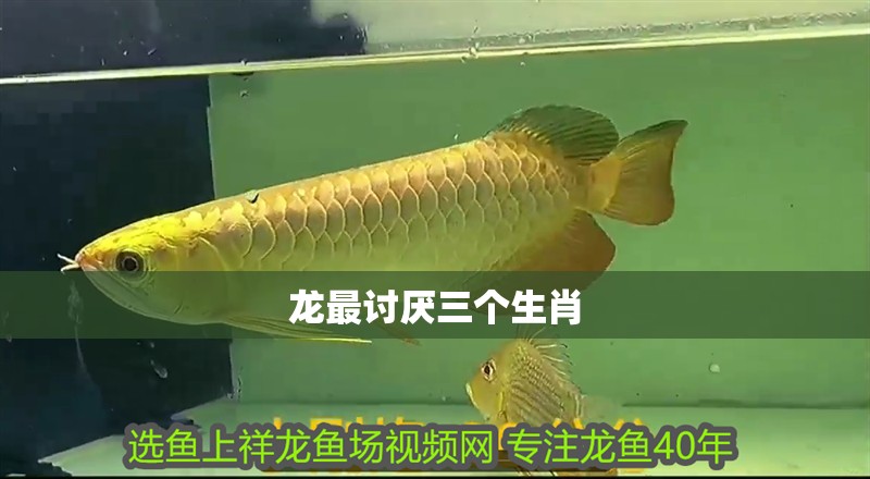 龍最討厭三個(gè)生肖