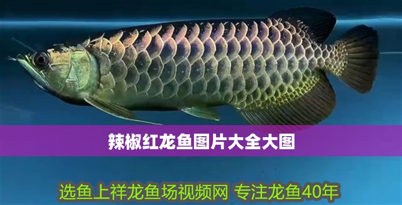 辣椒紅龍魚圖片大全大圖