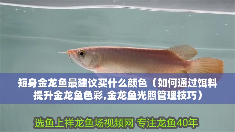 短身金龍魚最建議買什么顏色（如何通過餌料提升金龍魚色彩,金龍魚光照管理技巧）