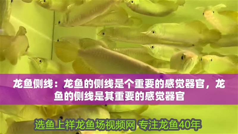 龍魚側線：龍魚的側線是個重要的感覺器官，龍魚的側線是其重要的感覺器官 龍魚側線：龍魚的側線是個重要的感覺器官，龍魚的側線是其重要的感覺器官 龍魚百科