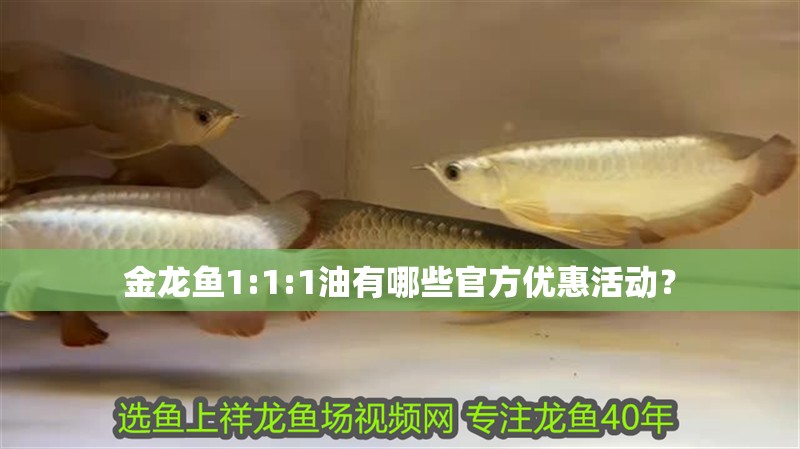 金龍魚1:1:1油有哪些官方優惠活動？