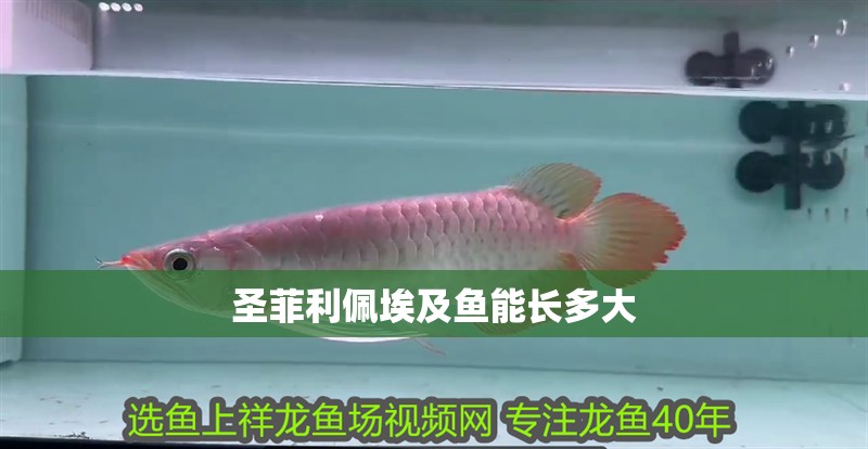 圣菲利佩埃及魚能長多大