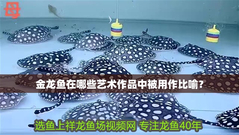 金龍魚在哪些藝術作品中被用作比喻？
