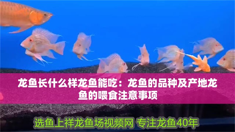龍魚長什么樣龍魚能吃：龍魚的品種及產地龍魚的喂食注意事項
