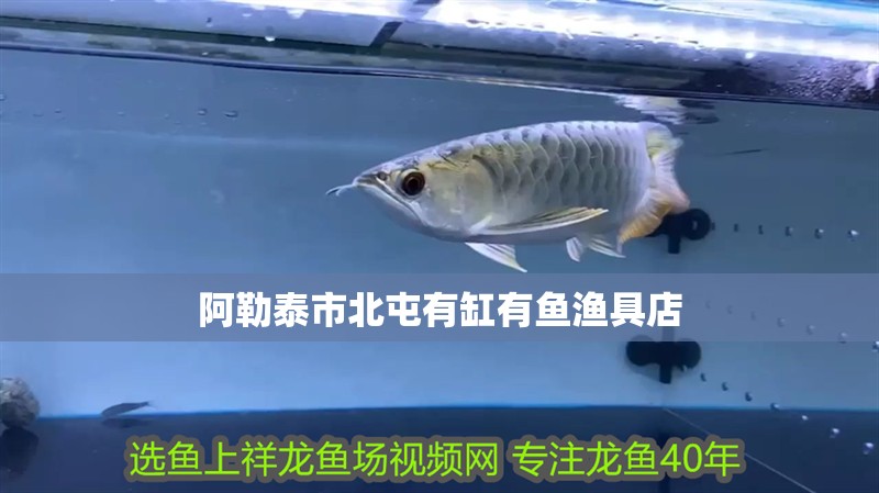 鸚鵡魚和銀龍魚混養怎樣喂食 阿勒泰市北屯有缸有魚漁具店 全國水族館企業名錄 阿勒泰市北屯有缸有魚漁具店 阿勒泰市北屯有缸有魚漁具店 全國水族館企業名錄