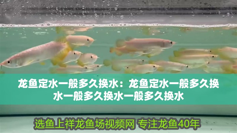 龍魚定水一般多久換水：龍魚定水一般多久換水一般多久換水一般多久換水