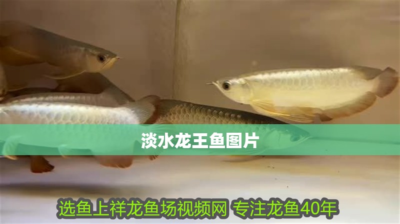 淡水龍王魚圖片