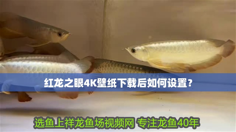 紅龍之眼4K壁紙下載后如何設(shè)置？