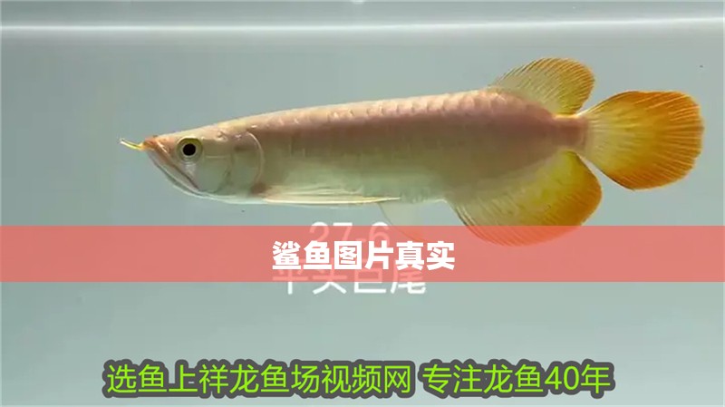 鯊魚圖片真實