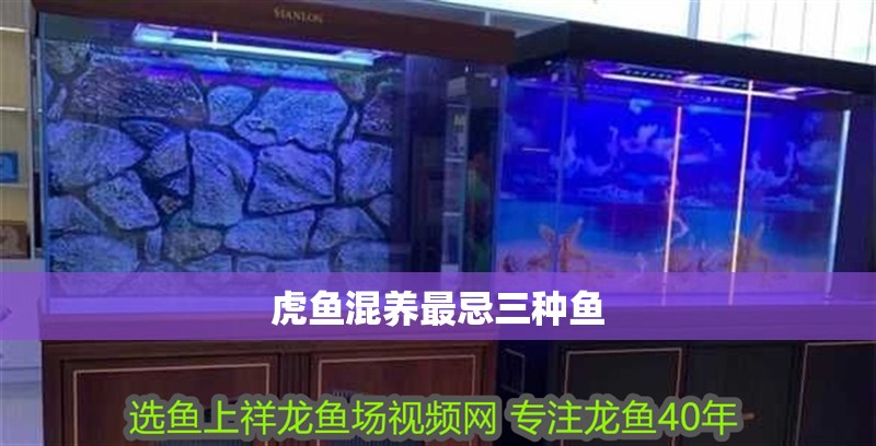 虎魚混養最忌三種魚