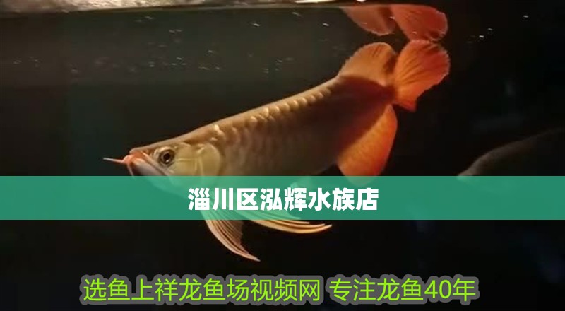 淄川區泓輝水族店