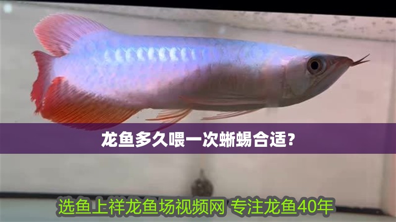 龍魚多久喂一次蜥蜴合適？
