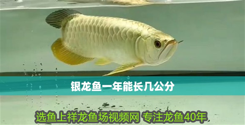 銀龍魚一年能長幾公分
