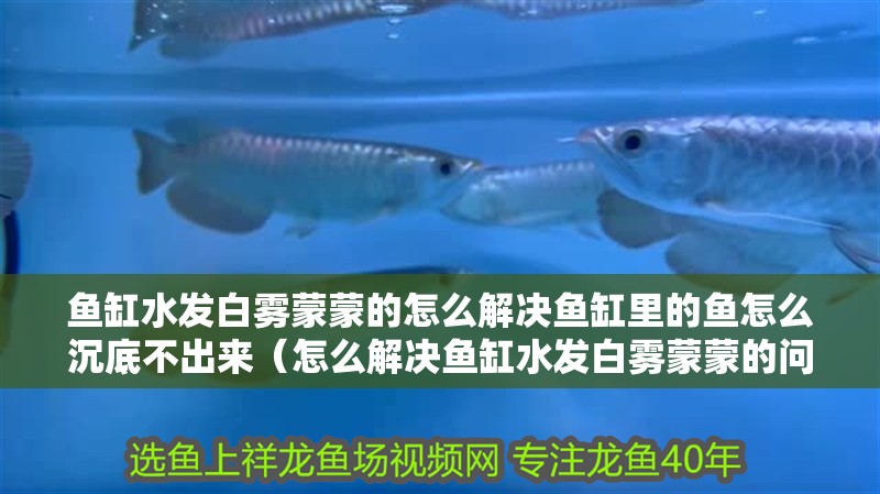 魚缸水發白霧蒙蒙的怎么解決魚缸里的魚怎么沉底不出來（怎么解決魚缸水發白霧蒙蒙的問題）