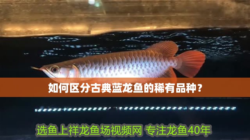 我的虎魚真菌感染了要怎么處理 如何區(qū)分古典藍(lán)龍魚的稀有品種? 龍魚百科 如何區(qū)分古典藍(lán)龍魚的稀有品種? 如何區(qū)分古典藍(lán)龍魚的稀有品種? 龍魚百科