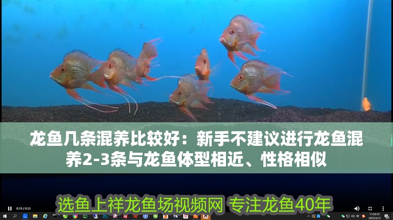 龍魚(yú)幾條混養(yǎng)比較好：新手不建議進(jìn)行龍魚(yú)混養(yǎng)2-3條與龍魚(yú)體型相近、性格相似