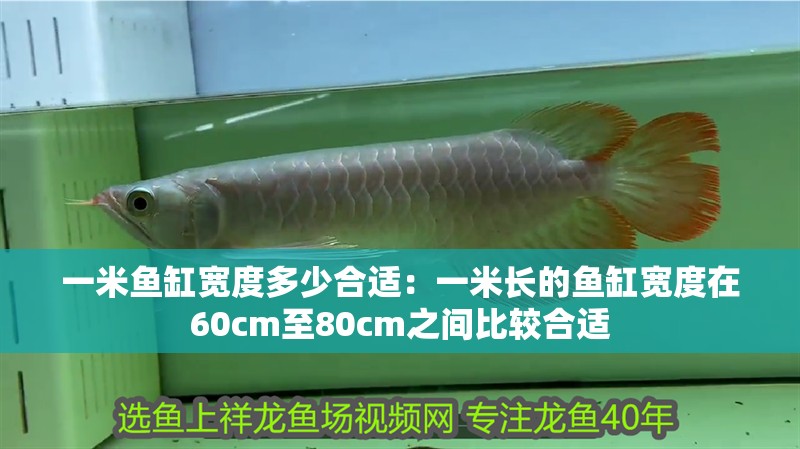 一米魚缸寬度多少合適：一米長的魚缸寬度在60cm至80cm之間比較合適