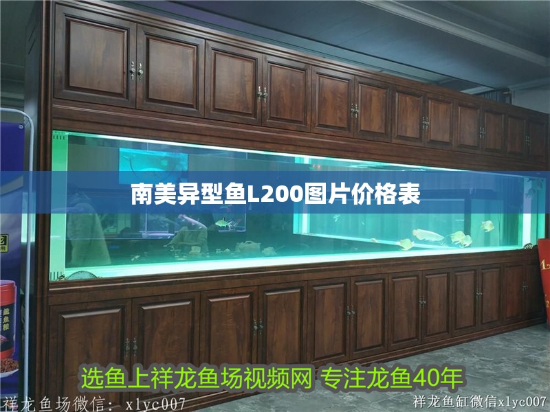 南美異型魚L200圖片價格表 南美異型魚L200圖片價格表 龍魚論壇