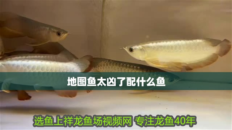 地圖魚(yú)太兇了配什么魚(yú)