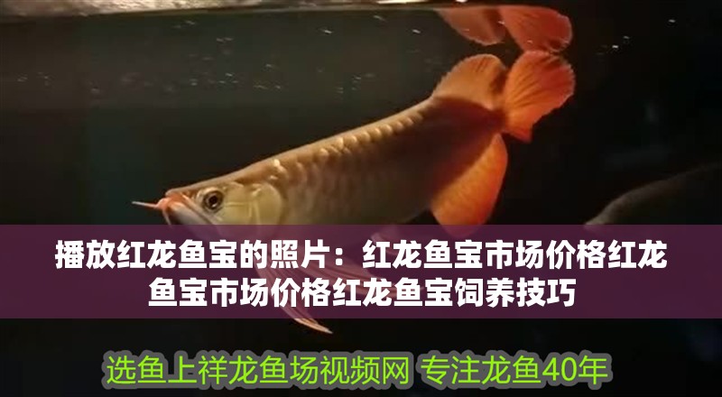 播放紅龍魚寶的照片：紅龍魚寶市場價格紅龍魚寶市場價格紅龍魚寶飼養技巧