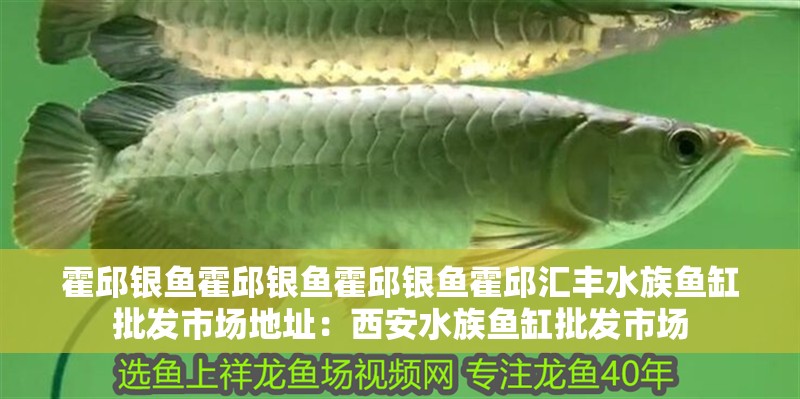 霍邱銀魚霍邱銀魚霍邱銀魚霍邱匯豐水族魚缸批發市場地址：西安水族魚缸批發市場 霍邱銀魚霍邱銀魚霍邱銀魚霍邱匯豐水族魚缸批發市場地址：西安水族魚缸批發市場 魚缸百科