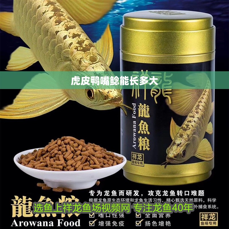 虎皮鴨嘴鯰能長多大 虎皮鴨嘴鯰能長多大 龍魚論壇