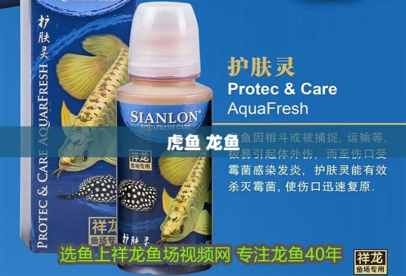 虎魚 龍魚 虎魚 龍魚 龍魚百科